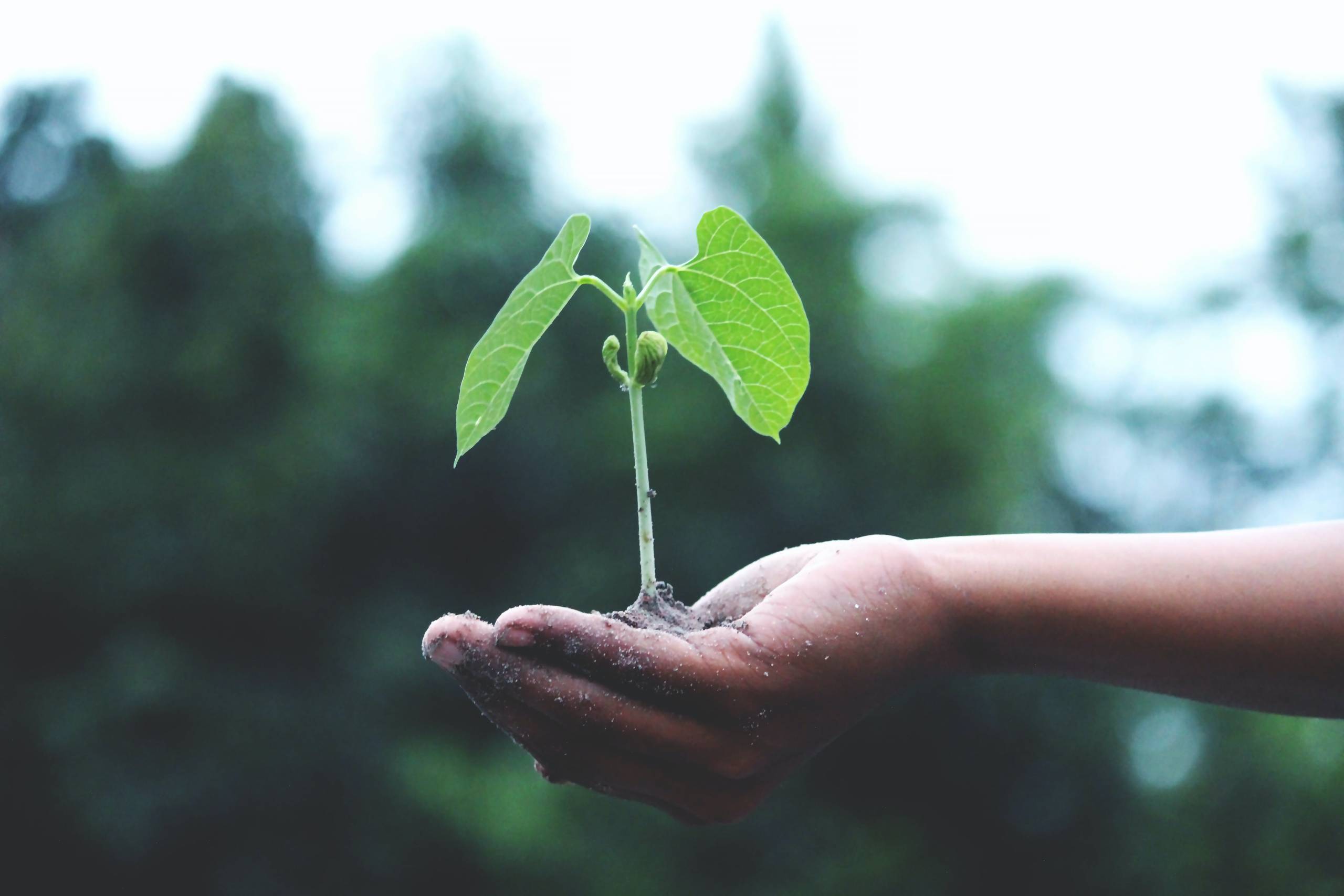 Sustainability Strategies